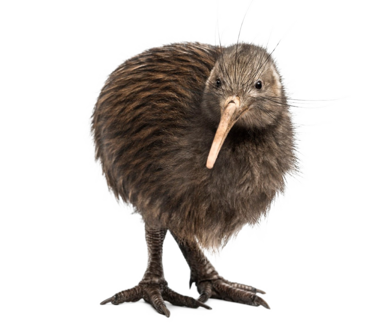 kiwi