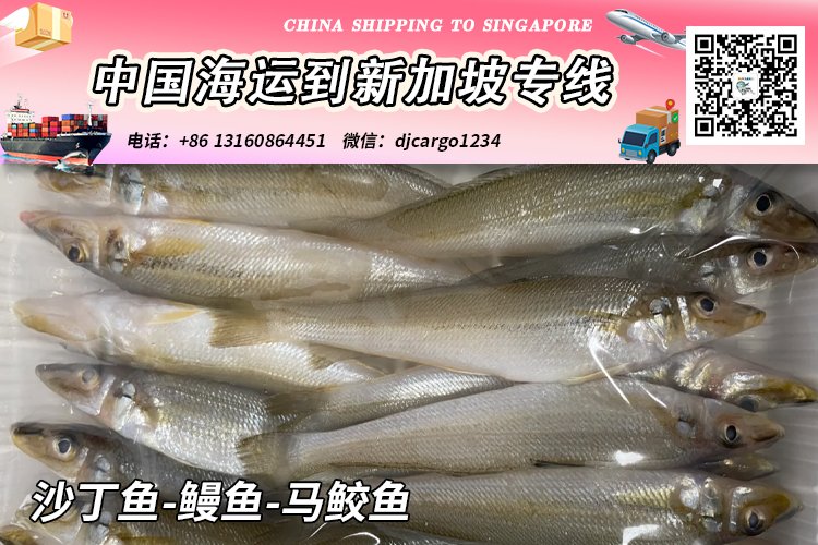 【全程冷链-18℃】冷冻沙丁鱼-鳗鱼-马鲛鱼海运到新加坡SG
