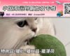 宠物用品-猫砂-猫玩具-猫薄荷海运整柜到新加坡