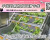 中国加工蔬菜及制品海运到新加坡需要哪些清关要求和资料文件