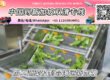 中国加工蔬菜及制品海运到新加坡需要哪些清关要求和资料文件